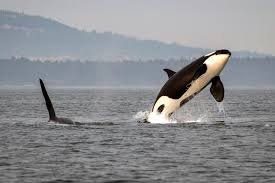 Although orcas are the ocean's top predator, there are no recorded attacks on. Orcas Call Them By Their Names Crosscut