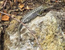 Image result for Stenocercus simonsii