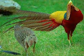 Arongworld On Twitter Red Golden Pheasant Golden Pheasant Beautiful Birds
