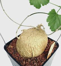 Image result for Kedrostis africana