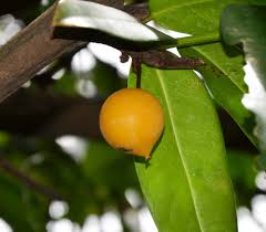Image result for Garcinia punctata
