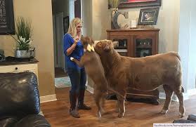Harveigh 5 Baby Cows Dogs Dog Help
