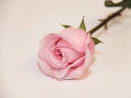 A Single Pink Rose Beautiful Pink Roses Rose Flower Pretty Roses