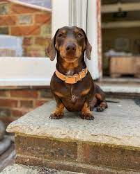 Our miniature dachshund puppies are very well socialized, we take the time to love and handle each and every pup. Dachshund Puppies For Sale And Adoption Home Facebook