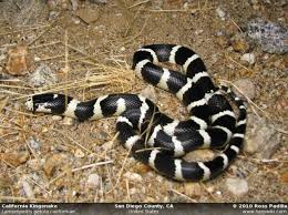 Black And White Snake Northern California San Diego Co