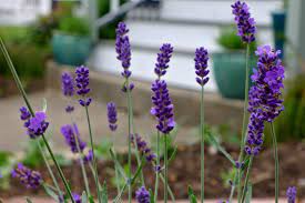 Less Noise More Green Edible Landscaping Project Hidcote Lavender Lavandula Angustifolia Perennial Herb Edible Garden Edible Landscaping Edible Flowers