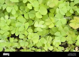 Image result for Marsileaceae