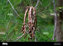 Image result for Acacia davyi