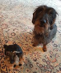 Pin By Wolf On Pino Dachshund Wire Haired Dachshund Rescue Dogs Family Dogs