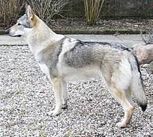For proper socialization, puppies should be picked up between 4 and no later than 6 weeks of. Wolfdog Wikipedia