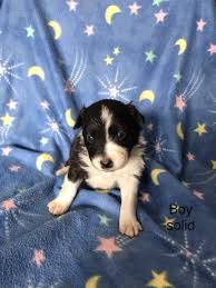We have puppies arriving throughout the year and we do temperament testing to ensure your family experiences the right aussie for your family dynamics. Male Australian Shepherd Puppies For Sale In Foley Minnesota