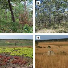 Image result for Chamaeclitandra henriquesiana