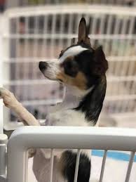 Happy tails was founded in 2006 by two pet lovers wanting to share their commitment to happy pet ownership. Just A Few Of Our Tiny Guests Happy Tails Pet Resort Facebook