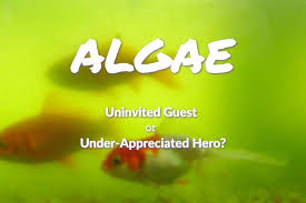 Black Algae In Fish Tank Good Or Bad Algae Good Or Bad For My Fish Tank Fishkeepup