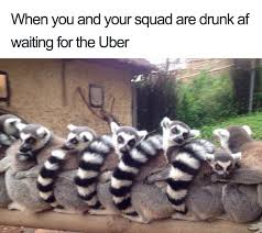 Animals Using Uber Memes Animal Memes Funny Animals Animals Beautiful