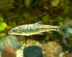 Barbo