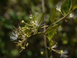 Image result for Capparis sepiaria