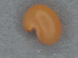 Image result for Crotalaria trichotoma