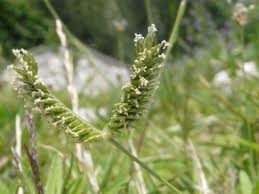 Image result for Eleusine africana