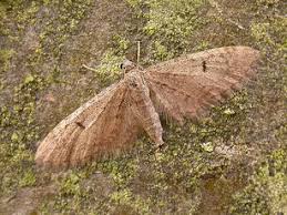 Image result for Eupithecia indigata