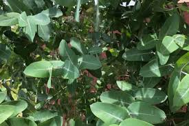 ユーカリの木の種類まとめ 葉の効能や毒性 花言葉は Horti ホルティ By Greensnap