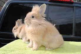 We did not find results for: Popular Rabbit Breeds In India