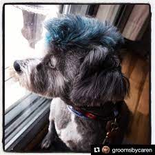 Done By Groomsbycaren With Opawz Paint Pen Paint Pen Is The Best Way To Temporarily Change Pet S Color For A Creative Look O Pet Groomers Pets Dog Grooming
