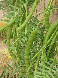 Image result for Prosopis glandulosa