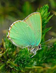 Most Beautiful Fotos De Insectos Mariposas De Colores Mariposas Verdes