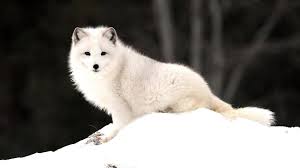 Baby arctic foxes deserve more attention. Animals For Baby Arctic Fox Wallpaper Data Src 1920x1080 Download Hd Wallpaper Wallpapertip