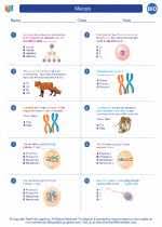 Explore what it is, stages of meiosis and importance of meiosis here. Meiosis High School Biology Worksheets And Answer Keys Vocabulary Sets