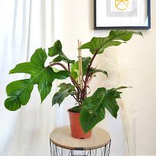 Image result for Filodendron Philodendron