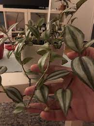 Wandering jew plants require regular pruning. Ask A Question Forum Tradescantia Zebrina Growing Upwards Garden Org