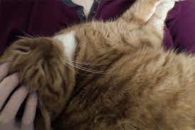 Purr Loop Cats Pets Cats Funny Cats