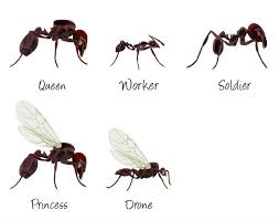 Todays Genders Of The Day Are Ant Queen Worker Soldier