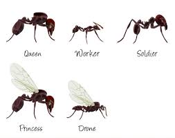 todays genders of the day are ant queen worker soldier