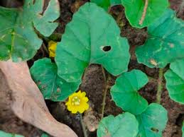 Image result for Merremia emarginata