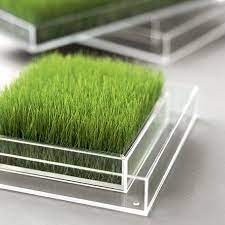 Wheat Grass The Perfect Addition To Any Detox Green Interior Decor Design Planting Flowers