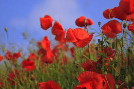 Elenco fiori, nomi stelle, immagini fiori, significato fiori, nomi piante, nomi fiori italiani, nomi fiori e piante, nomi fiori esotici. Mak W Ogrodzie Co Trzeba Wiedziec O Uprawie Maku E Ogrodek Papaveri Fiori Di Papavero Piante Medicinali