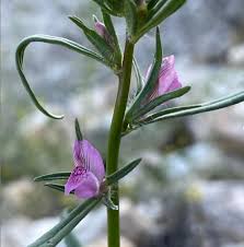 Image result for Misopates