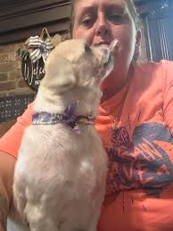 Comet's Christmas haircut by owner