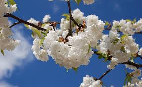 We did not find results for: Hd Wallpaper Sakura Against The Blue Sky White Flowers Seasons Spring Flowering Plant Wallpaper Flare