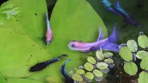 Baby Bettas Chasing Baby Brine Shrimp Youtube