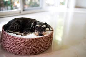 How To Manage Ibd In Dogs Hill S Pet