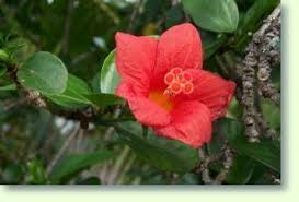 Wichtig ist eine hohe luftfeuchtigkeit, ansonsten breiten sich gern schädlinge aus, allen voran spinnmilben. Hibiskus Pflege Der Pflanze Pflanzenfreunde Com