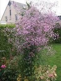 Image result for Thalictrum