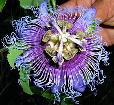 Purple Passion Flower 10 Seeds Fancy Flowers Delicious Etsy Purple Passion Flower Passion Flower Flower Seeds