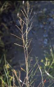 Image result for Leptochloa uniflora