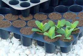 Mezclá una parte de tierra negra con abono orgánico, que puede ser una mezcla los cactus se convirtieron en una de las variedades de plantas más populares. Sustratos Para Realizar Esquejes Revista De Flores Plantas Jardineria Paisajismo Y Medio Ambiente