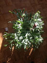 How to repot a christmas cactus | christmas cactus. Can T Believe I Just Found This Giant Completely Healthy Christmas Cactus By The Garbage Can Match Box For Scale Any Tips How To Care For It Mostly Water And Light Requirements